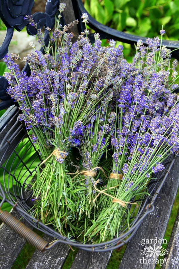 Lavanda
